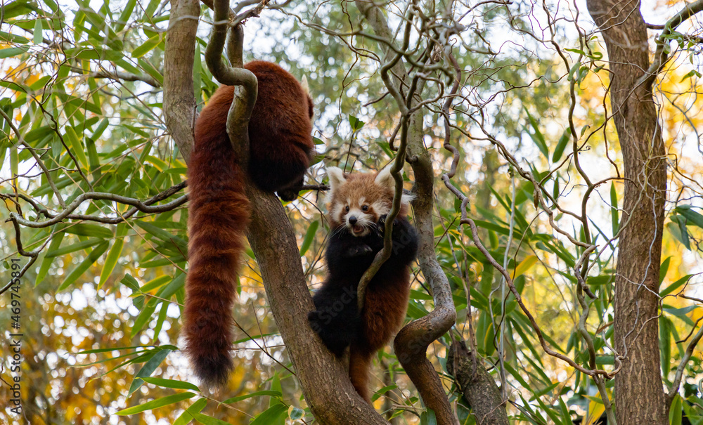 Obraz premium Red Pandas