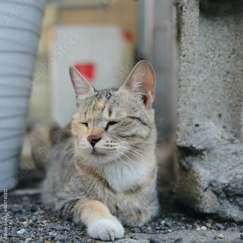 Charming and affectionate cat in the street, Seoul, South Korea photo