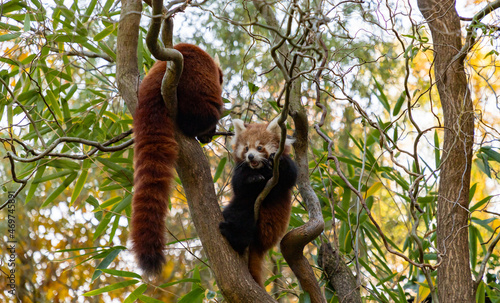 Red Pandas © Bruno Coelho