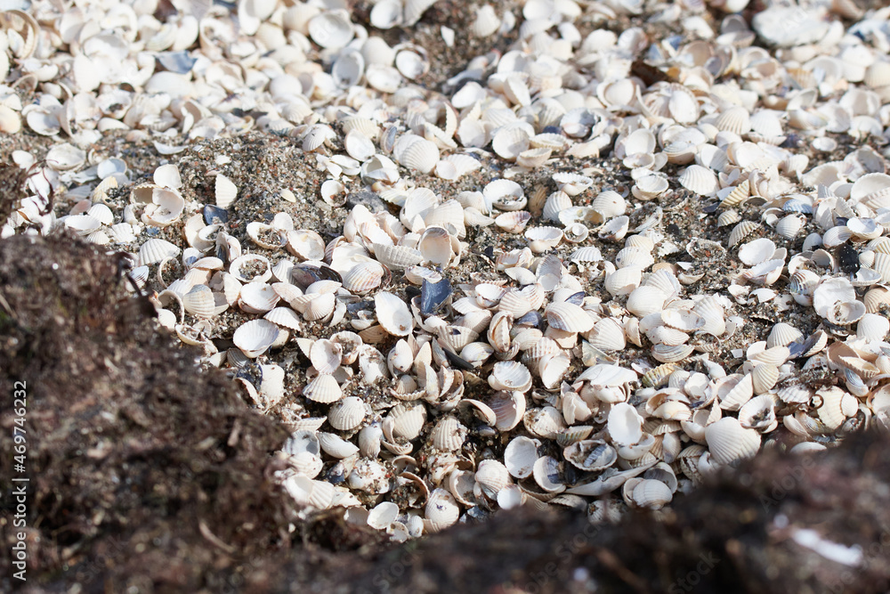 Schalen der Herzmuschel (Cardiidae) an der Ostsee im Herbst