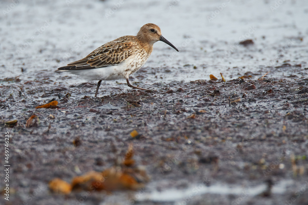 Alpenstrandläufer bei der Futtersuche an der Ostsee
