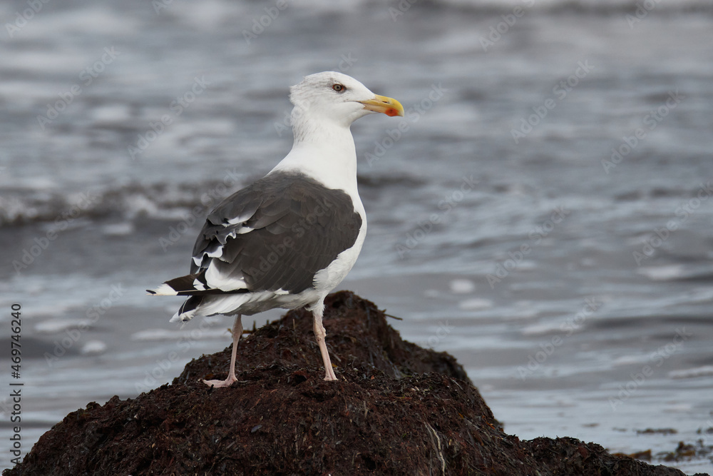 Mantelmöwe (Larus marinus) an der Ostsee Mantelmöwe (Larus marinus) an der Ostsee