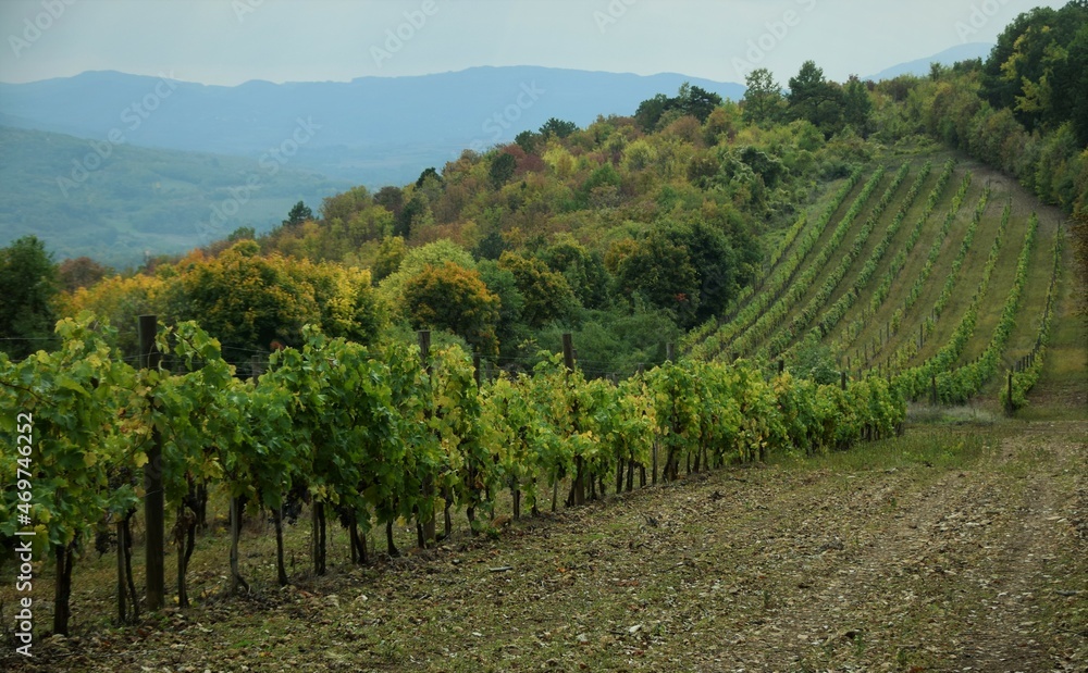 Obraz premium vineyard