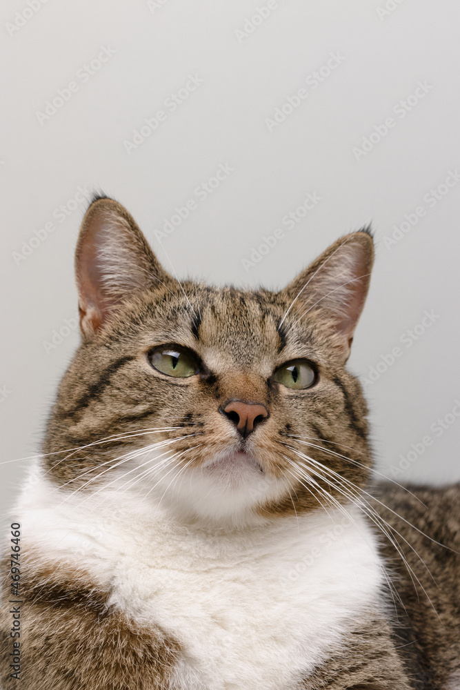 Portrait of shorthair domestic tabby cat in front of gray background with copyspace.