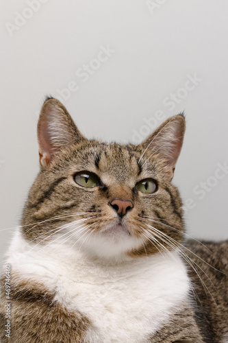 Portrait of shorthair domestic tabby cat in front of gray background with copyspace.