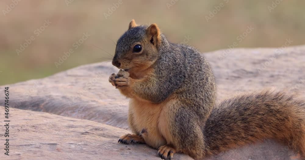 Close up shot of Mexican fox squirrel Close up shot of Mexican fox squirrel
