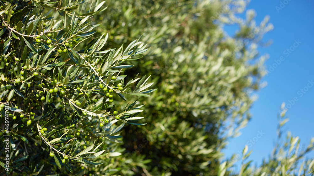 Naklejka premium Closeup of a olive branch with leaves and green olives. Olive tree close up in Greece, Corfu. Mediterranean plant.