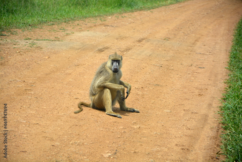 Obraz premium Adult yellow baboon sitting on the road. Mikumi national park, Tanzania