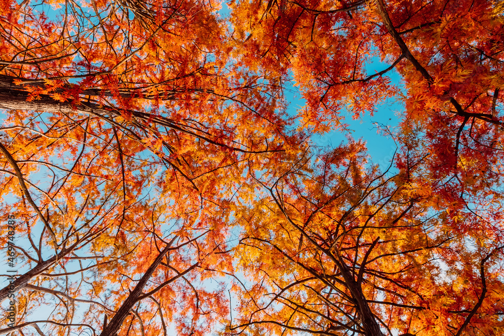 Trees with red needles. Autumnal swamp cypresses and sky Trees with red needles. Autumnal swamp cypresses and sky