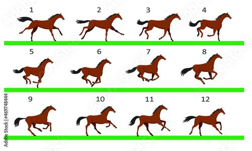 Horse running animation. Twelve key positions of horse running. Vector illustration isolated on white background.