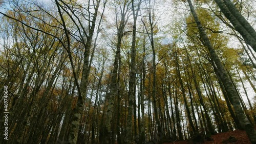 Foresta italiana in Autunno photo