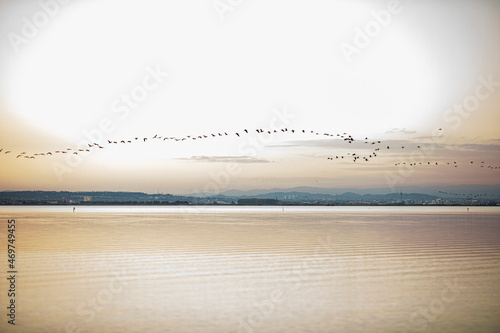 Bandada de pájaros en el lago