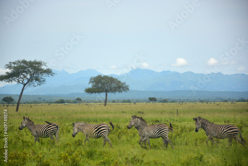 Panoramic view of savannah landscape with herd of zebras running. Mikumi national park, Tanzania
