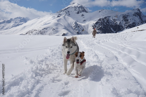 Fototapeta Naklejka Na Ścianę i Meble -  dog in the snow