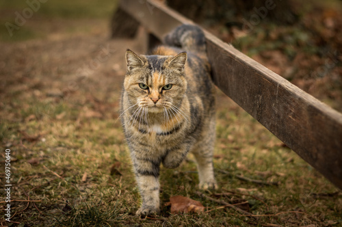 Beautiful feral tabby cat outdoors with hurt leg, warm autumn colors