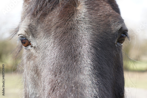 close up of a horse