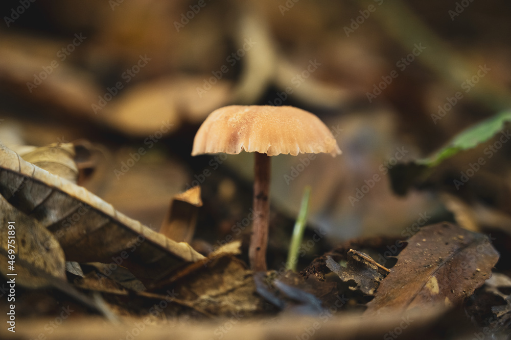 Mushroom in the forest floor Mushroom in the forest floor