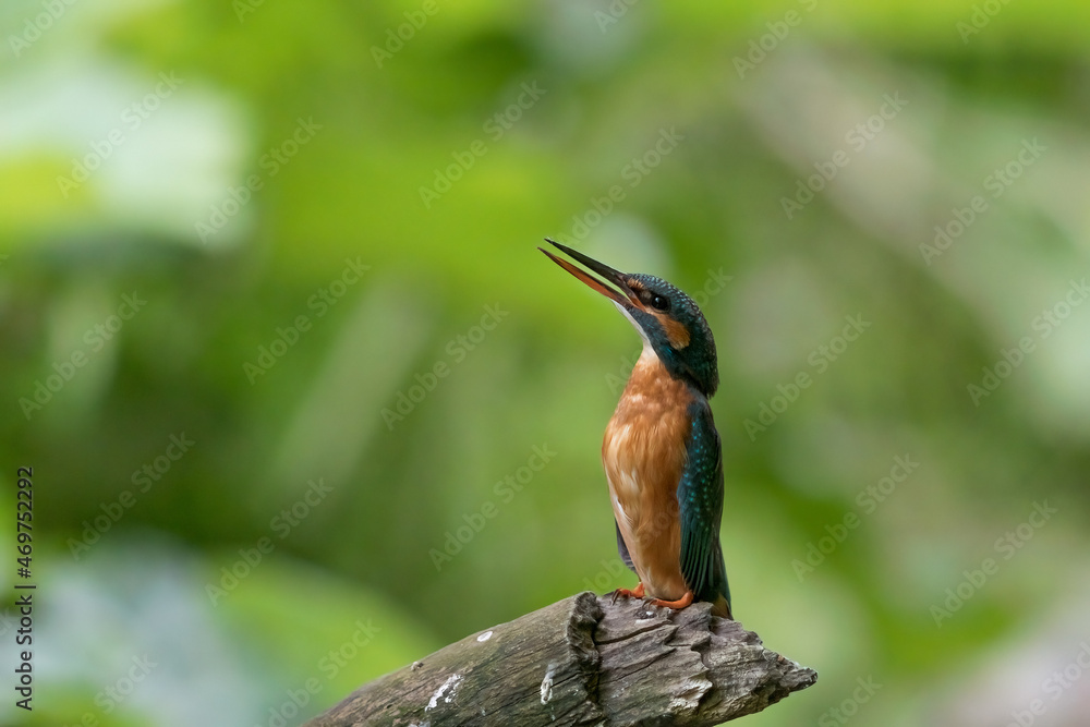 Fototapeta premium Eisvogel