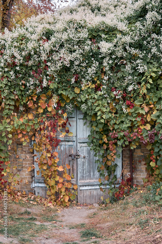 House with decorative ivy facade. Walls of house are hidden under dark red autumn leaves. Nature fall concept for design