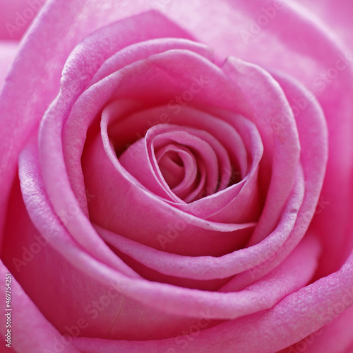 pink rose close up