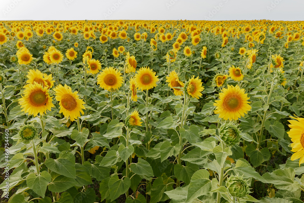 Obraz premium Bright yellow sunflower flower against a blue sky harvest season