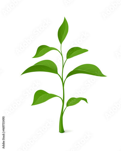 Green plant. Agriculture. Isolated on white background. Eps10 vector illustration.