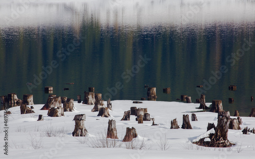 Tree stumps surrounded by snow with evergreen reflections in a lake in winter  © Claudia