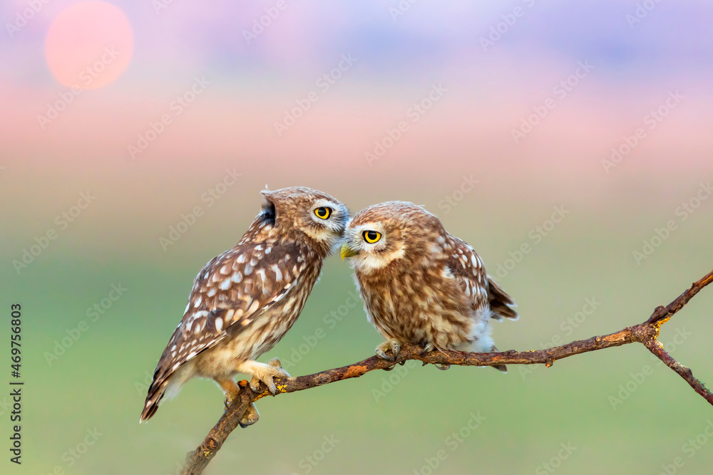 Little owls. (Athene noctua). Nature background. Little owls. (Athene noctua). Nature background.