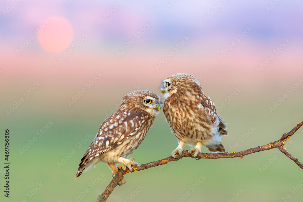 Little owls. (Athene noctua). Nature background. Little owls. (Athene noctua). Nature background.
