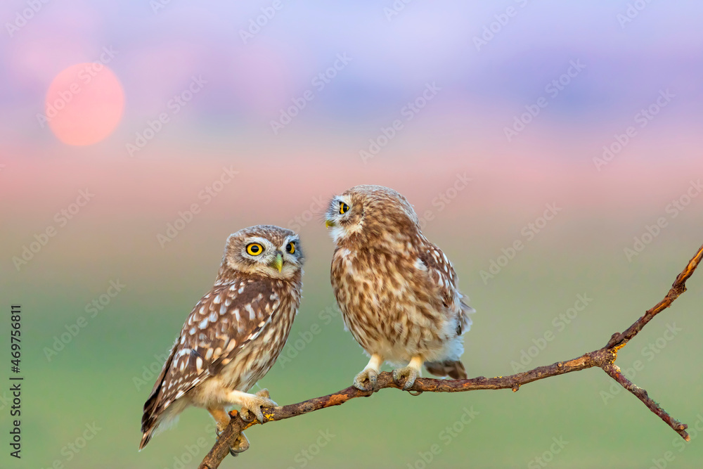 Little owls. (Athene noctua). Nature background. Little owls. (Athene noctua). Nature background.