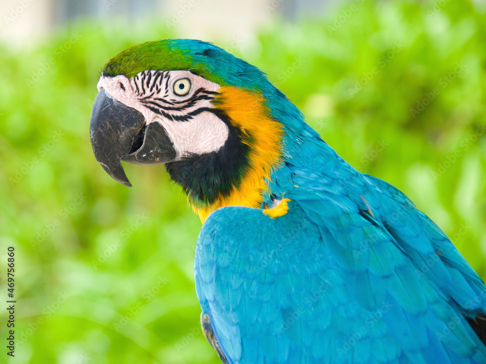 Beautiful blue and yellow macaw posing in the garden