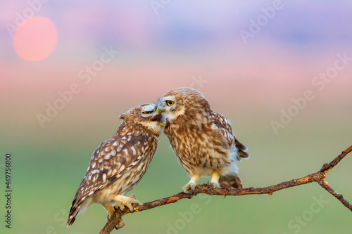 Little owls. (Athene noctua). Nature background. 