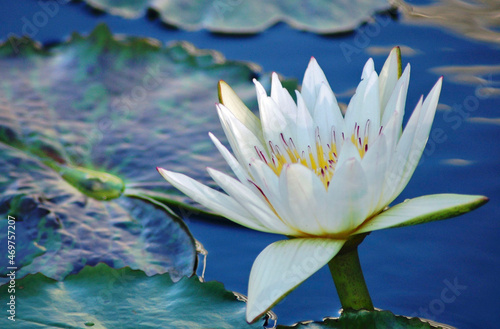 Colorful water lily blooming in the pond in the garden