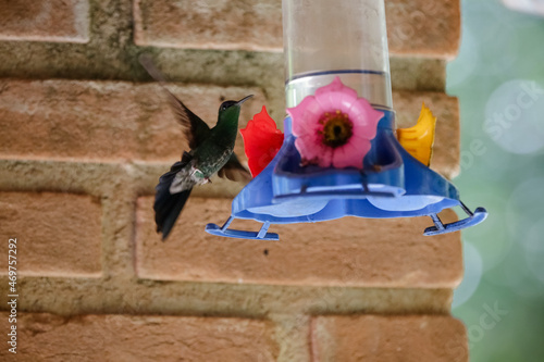 beija flor tomando agua num suporte especifico para aves.  © Luis Lima Jr