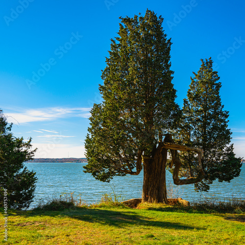 Giant deformed cedar tree on the green meadow in the Duxbury Bay in Massachusetts. photo