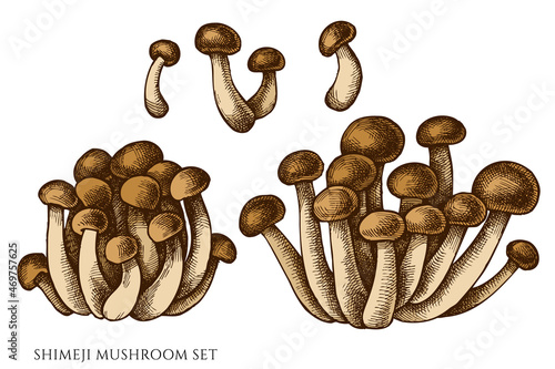 Vector set of hand drawn colored shimeji