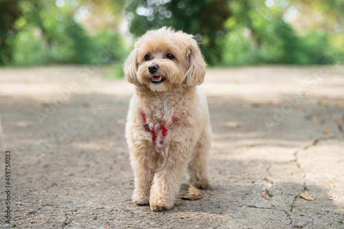little maltipoo puppies walks in the park in autumn time photo