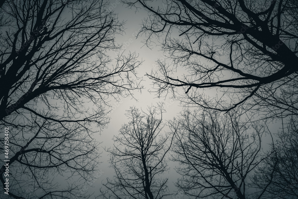 Konary drzew bez liści na tle pochmurnego nieba - obrazy, fototapety, plakaty 