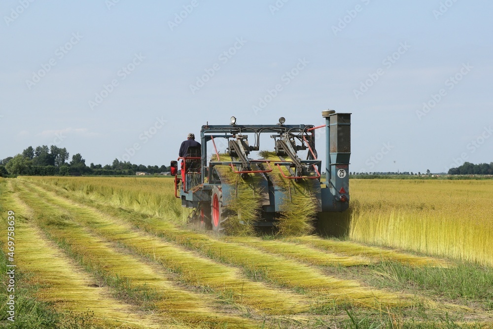 a farmer is driving with a flax puller in a large flax field in the dutch countryside in zeeland in summer a farmer is driving with a flax puller in a large flax field in the dutch countryside in zeeland in summer