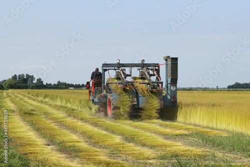 a farmer is driving with a flax puller in a large flax field in the dutch countryside in zeeland in summer photo