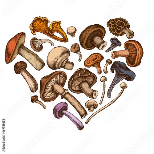Heart design with colored oyster mushroom, champignon, honey agaric, shiitake, porcini, morel mushroom, chanterelle, aspen mushroom, enoki , shimeji, black chanterelle, red pine mushroom, portobello photo