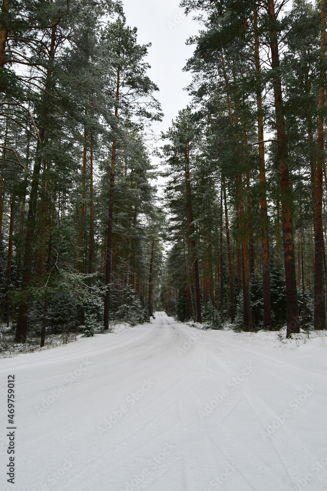 Christmas winter landscape, spruce and pine trees covered with snow and a snowy road stretching into the distance