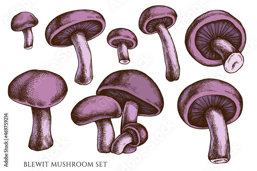 Vector set of hand drawn colored blewit