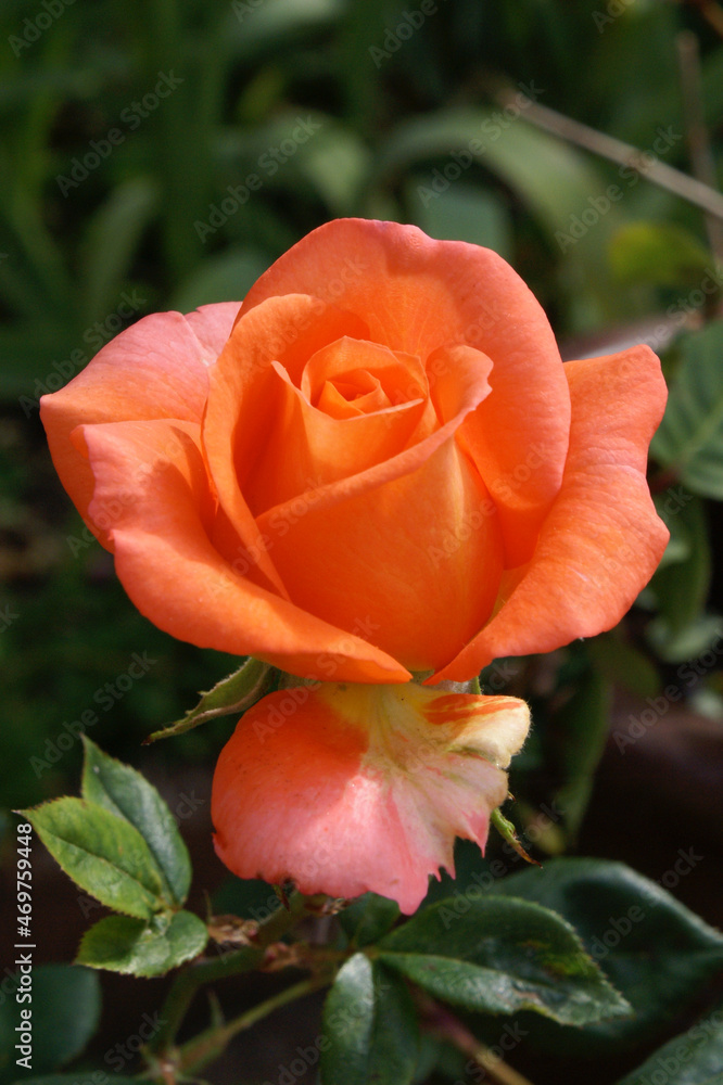 orange Rose