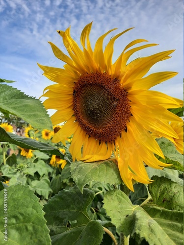 sunflower in the field