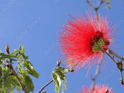 flower of a cactus