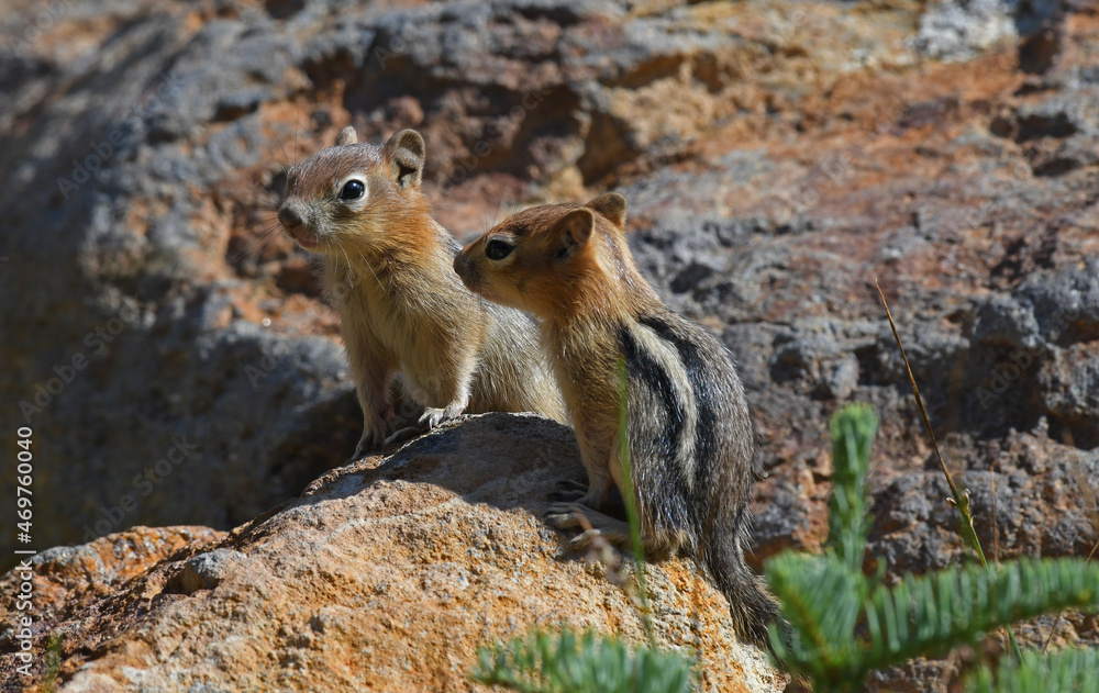 Chipmunks Perched on a Rock in Lassen National Forest, California Chipmunks Perched on a Rock in Lassen National Forest, California