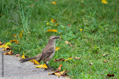 bird in the grass