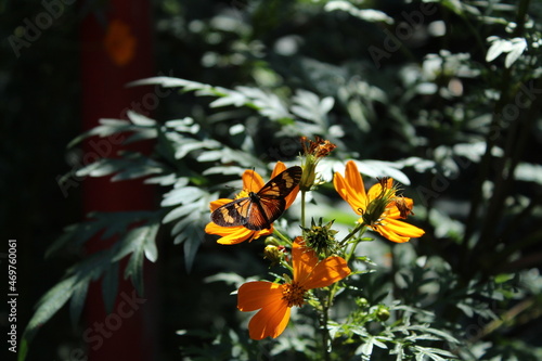 monarch butterfly on flower