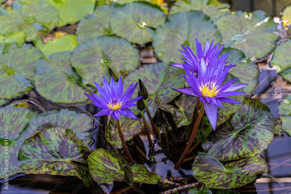 Violet waterlilies and green leaves on the water Violet waterlilies and green leaves on the water